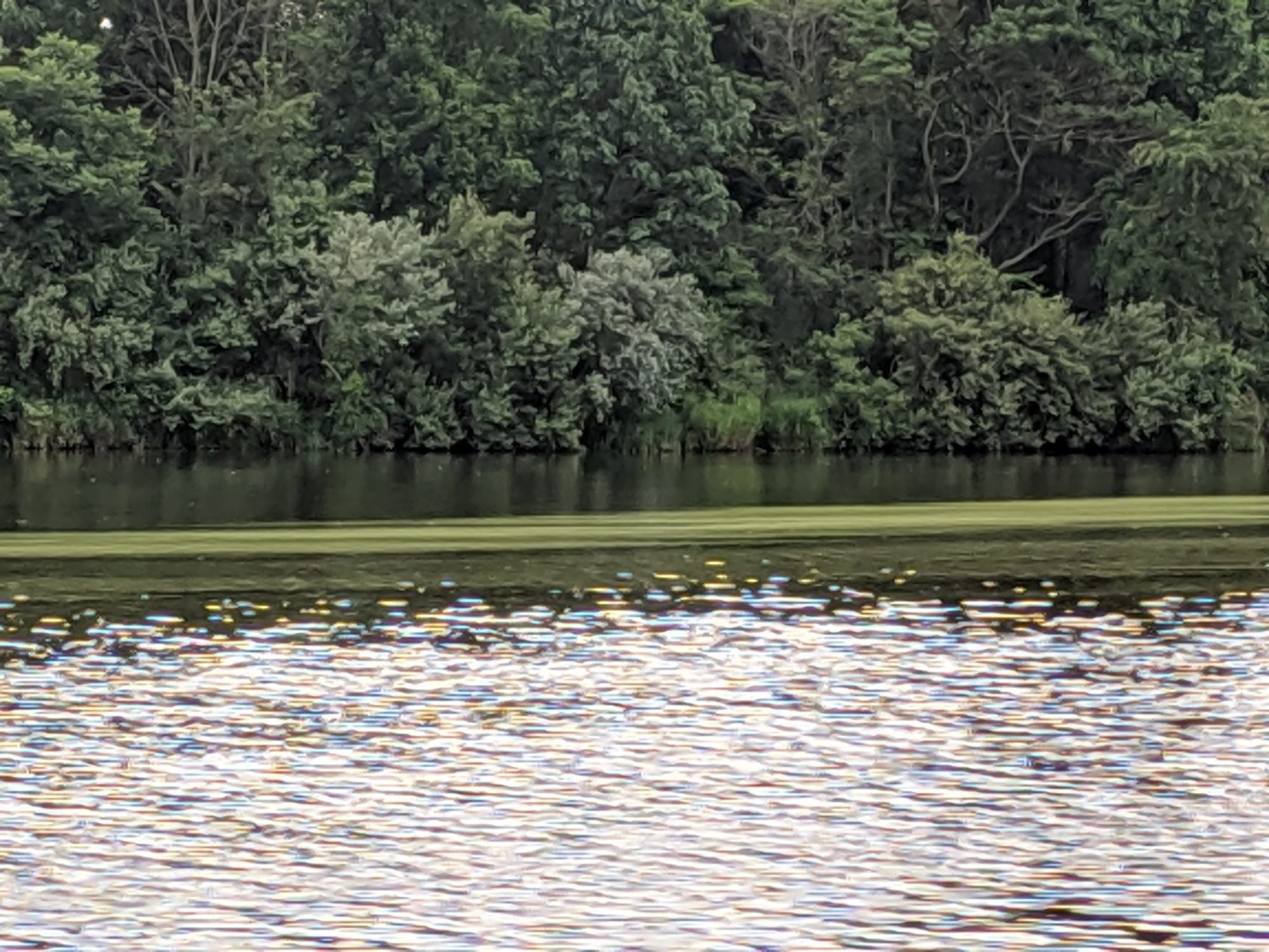 Rosedale Lake HAB