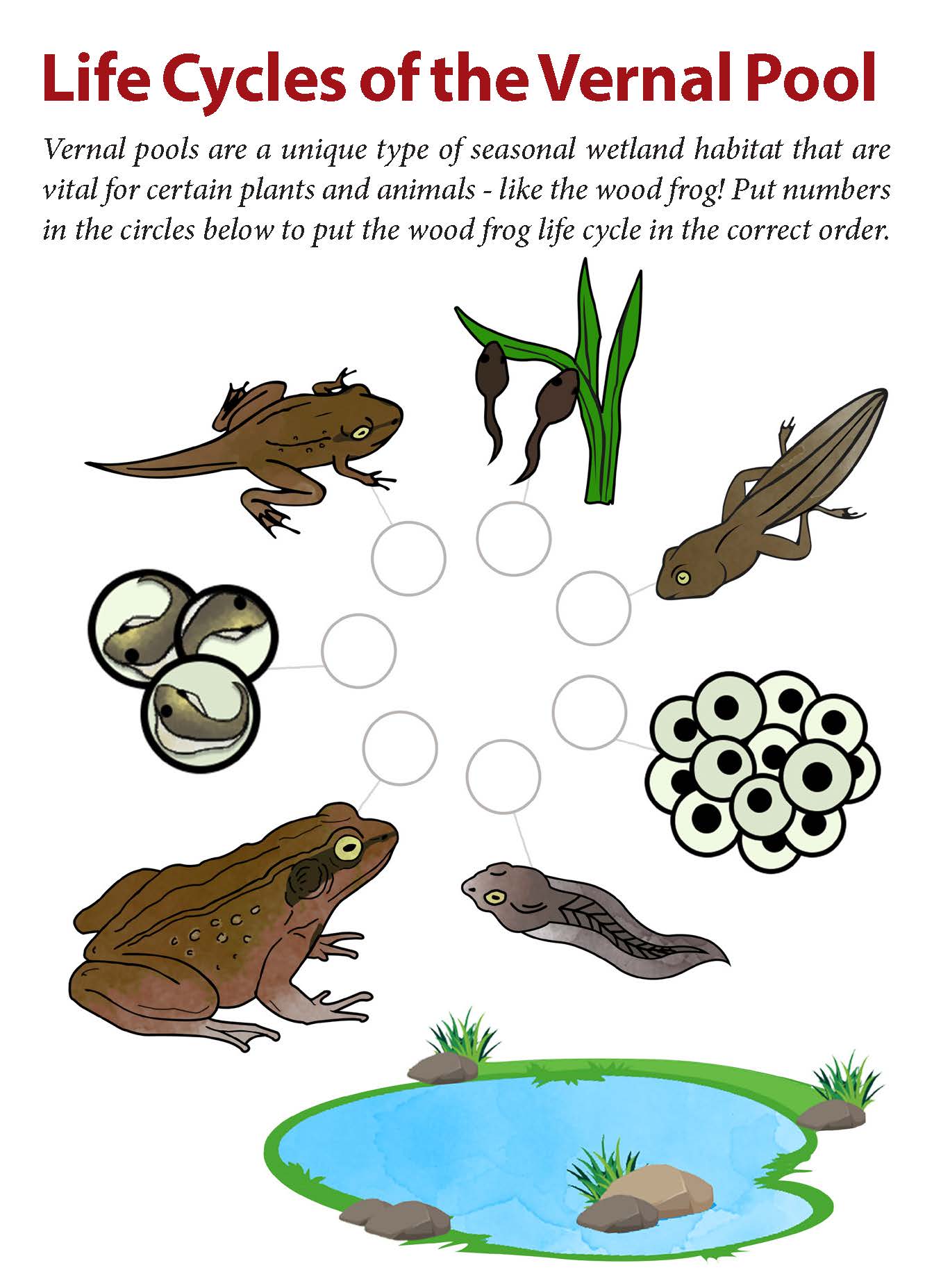 What are Vernal Pools? | thewatershed.org