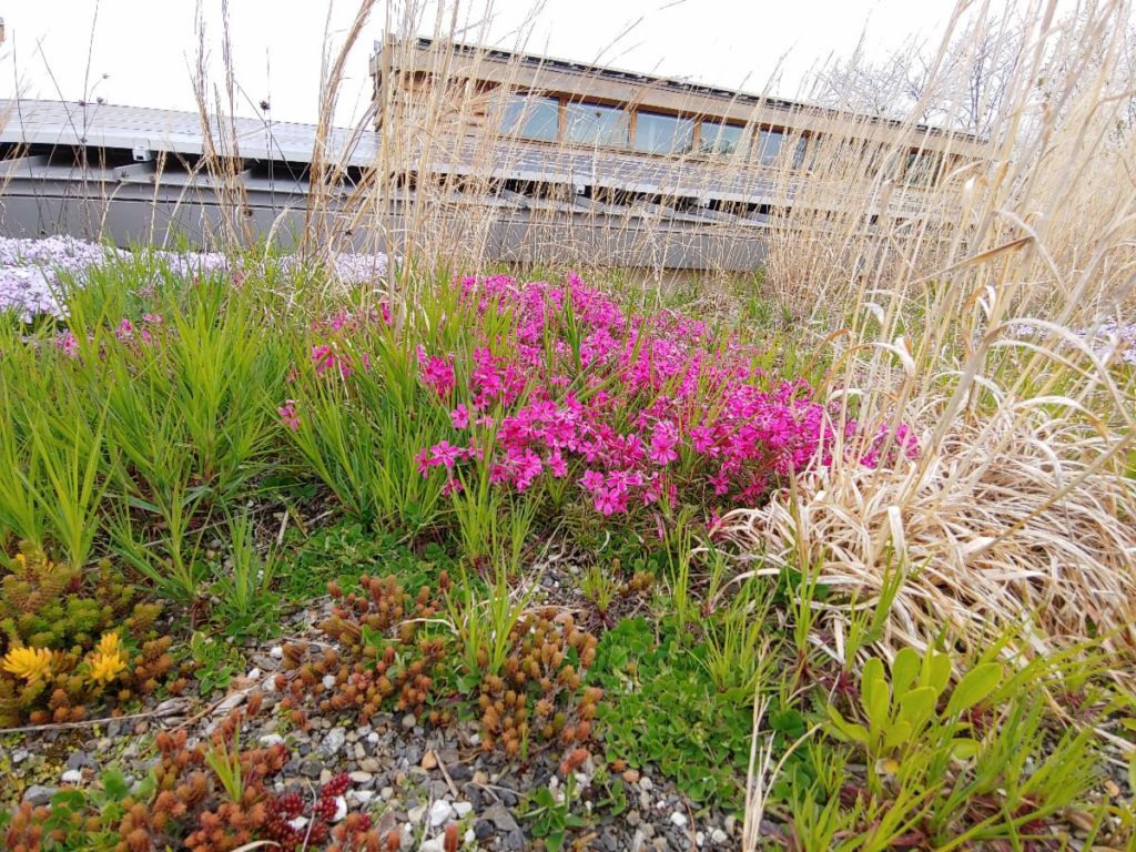 The Watershed Institute