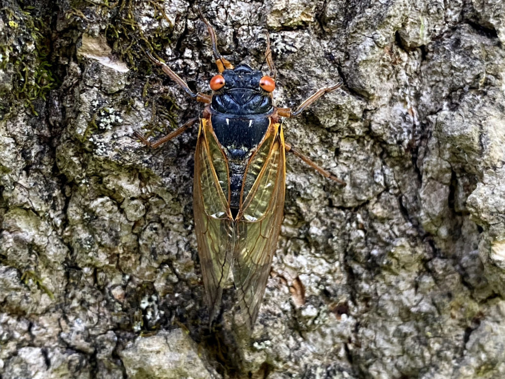 Cicadas Leave A Lasting Impact | thewatershed.org