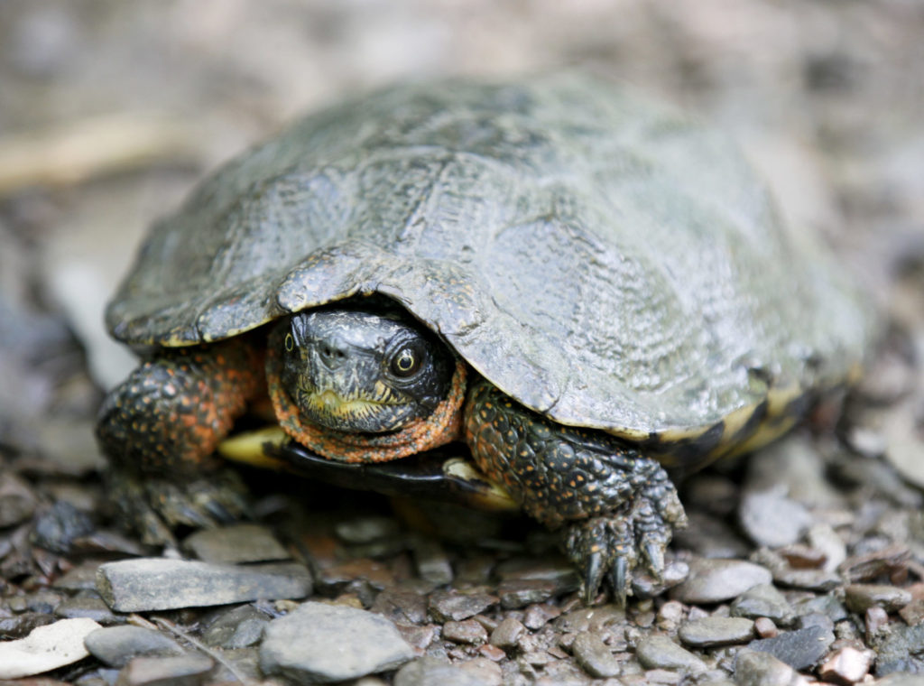 Rare Turtle Sighting On Watershed Reserve | thewatershed.org