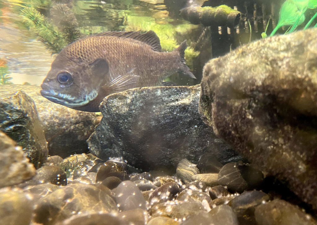 Bluegills Showcase Their Fathering Skills!