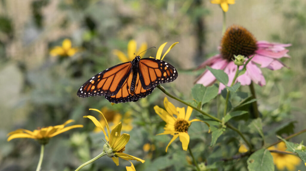 monarch butterfly