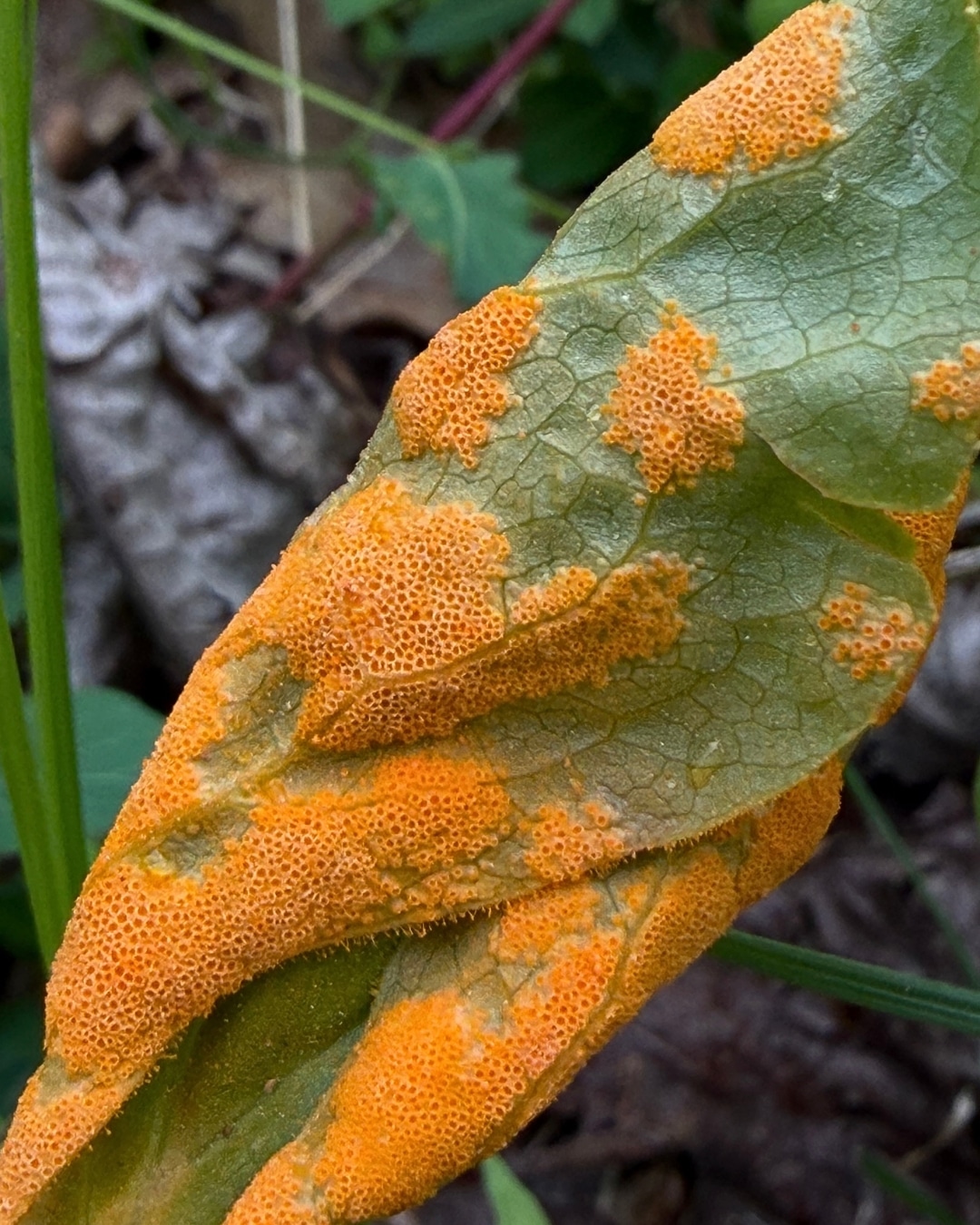 Mayapple Rust Spot the Orange Cups: Mayapple Rust | thewatershed.org