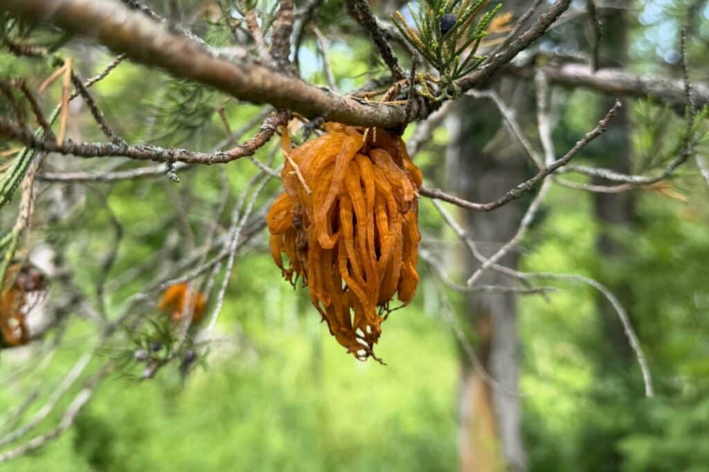 apple cider rust