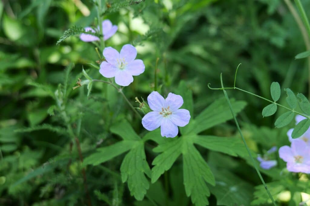 Wild Geranium (Geranium maculatum)