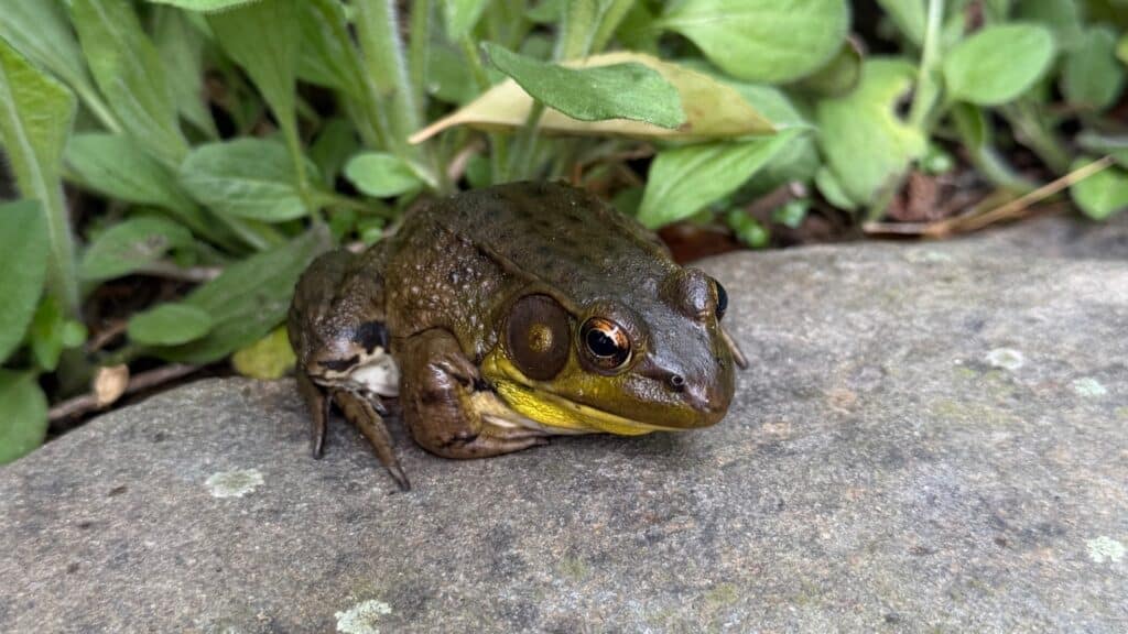 green frog