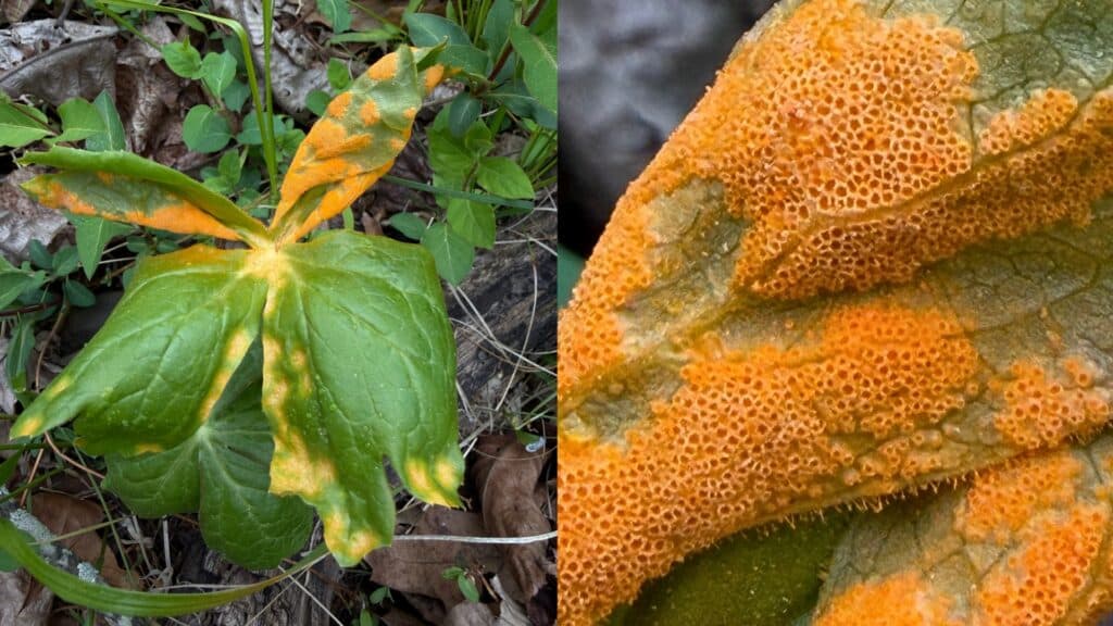 mayapple rust