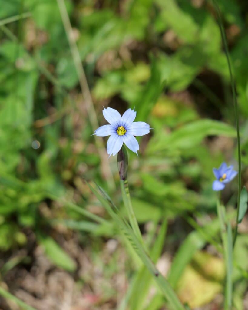 Narrow-leaf blue-eyed grass (Sisyrinchium angustifolium)