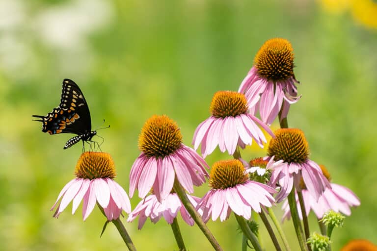 butterfly house tours the watershed institute pennington new jersey